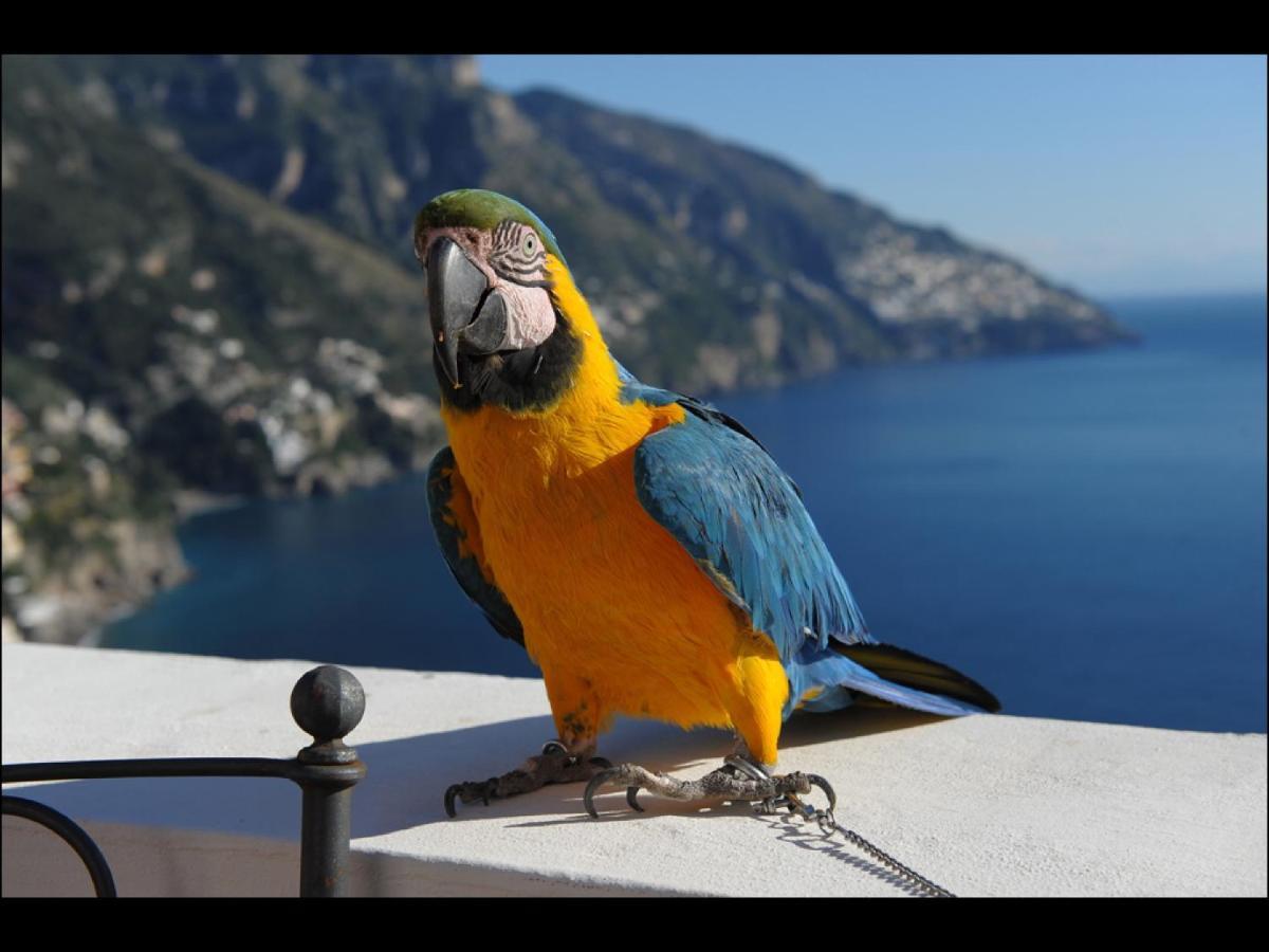Villa Briganti Seaview Terrace Positano Extérieur photo